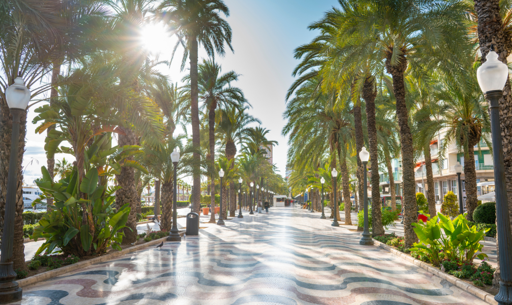 paseo palmeras alicante